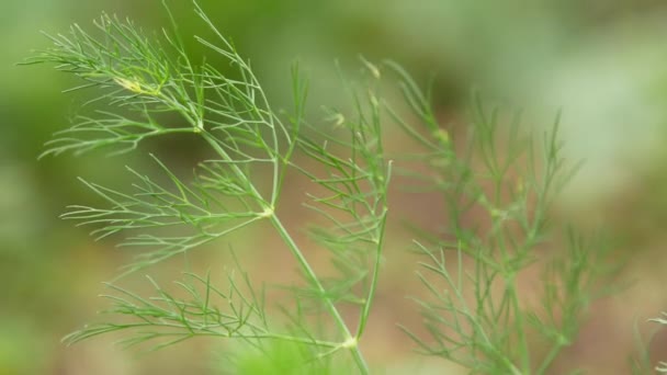 Aneto cresce su un letto da giardino — Video Stock