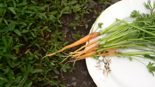 Paquete de zanahorias con tierra — Vídeo de stock