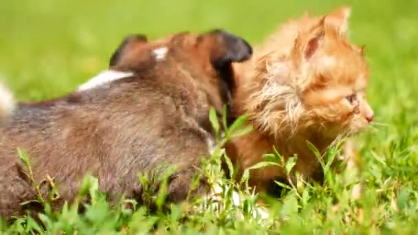 Anak kucing dan anak anjing bermain di rumput — Stok Video