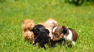 kedi ve yavruları çimenlerin üzerinde oynuyorlar