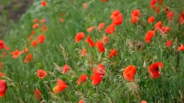 Kırmızı haşhaş alan. Haşhaş çiçekleri alan. Sallanan, rüzgarda çırpınan haşhaş çiçekleri.