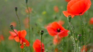 Kırmızı haşhaş alan. Haşhaş çiçekleri alan. Sallanan, rüzgarda çırpınan haşhaş çiçekleri.