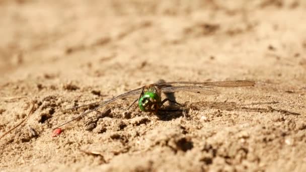 Libelle sitzt auf dem Sand — Stockvideo