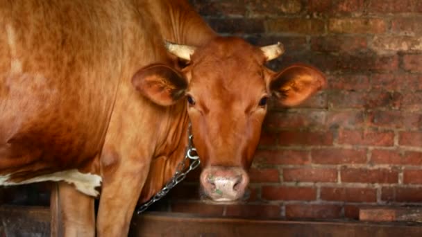 A red-haired country cow mumbles in the shed — Stock Video