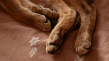 Yerli kedi aşık çizilmesini. Şirin abyssinian kedi