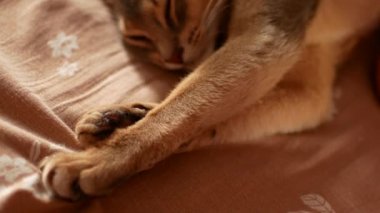 Yerli kedi aşık çizilmesini. Şirin abyssinian kedi