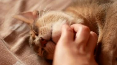 Yerli kedi aşık çizilmesini. Şirin abyssinian kedi