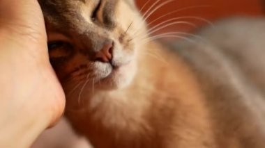 Yerli kedi aşık çizilmesini. Şirin abyssinian kedi
