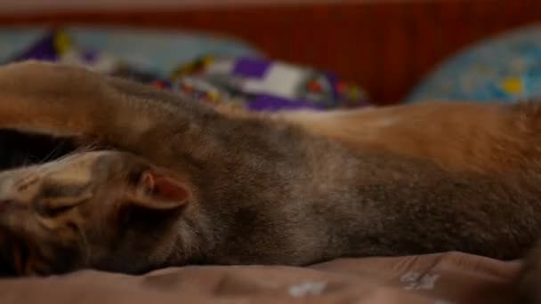 Domestic cat being scratched with love. Cute abyssinian cat — Stock Video