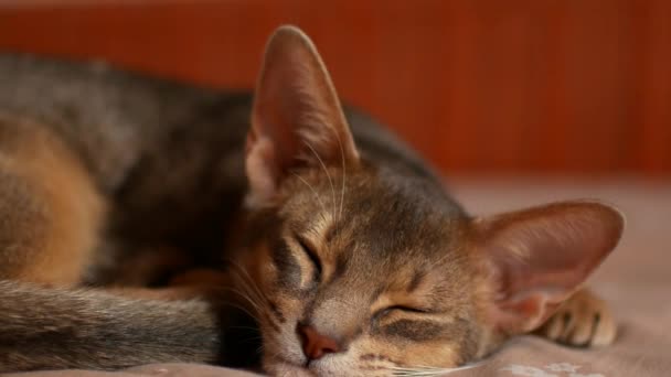 Hauskatze, die vor Liebe zerkratzt wird. Niedliche abyssinische Katze — Stockvideo