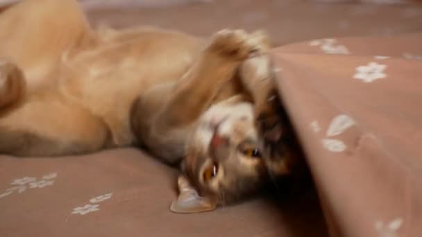 Huskatten att repas med kärlek. Söt Abessinier katt — Stockvideo