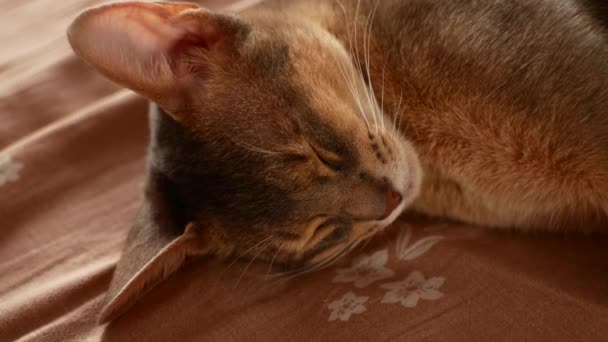 Hauskatze, die vor Liebe zerkratzt wird. Niedliche abyssinische Katze — Stockvideo