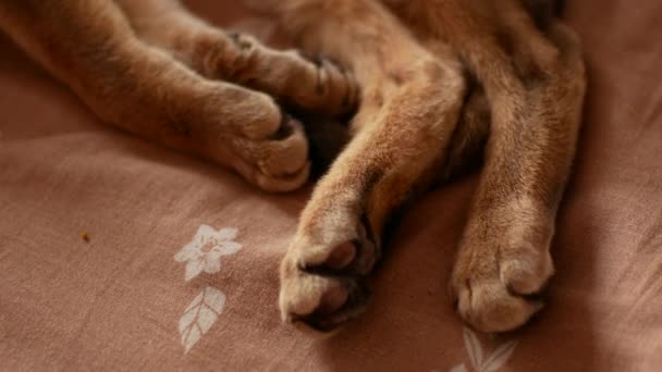 家养的猫被爱抓伤。可爱的阿比西尼亚猫 — 图库视频影像