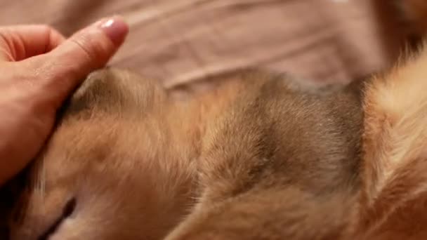 Gato doméstico siendo arañado con amor. Lindo gato abisinio — Vídeos de Stock