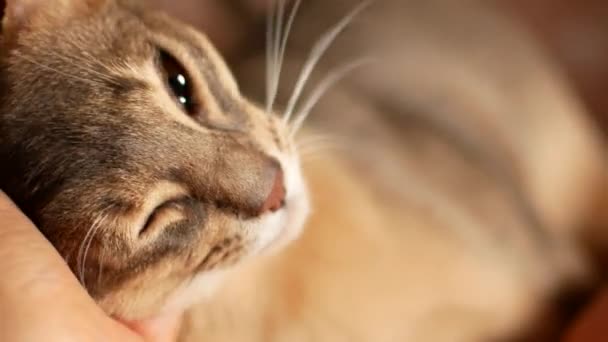 Hauskatze, die vor Liebe zerkratzt wird. Niedliche abyssinische Katze — Stockvideo