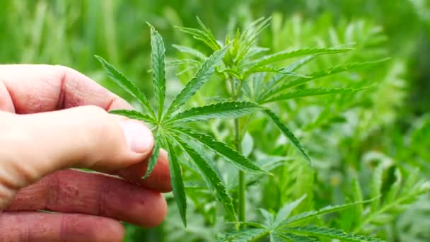Junge Cannabis-Pflanzen menschliche Hand pflückt die Blätter — Stockvideo