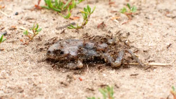 Myrorna äter död groda — Stockvideo