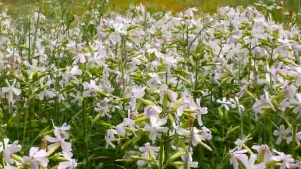 Schönes Blumenbeet. Blumenrabatt. Frühlingsbett mit schönen weißen Narzissen — Stockvideo