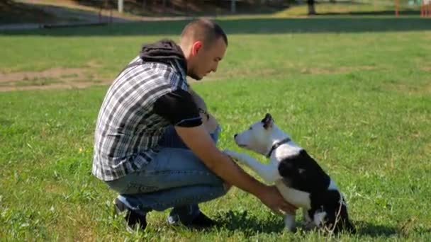 Собака гуляет в парке, замедленная съемка — стоковое видео