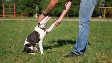 Köpek park, yavaş yürüyen