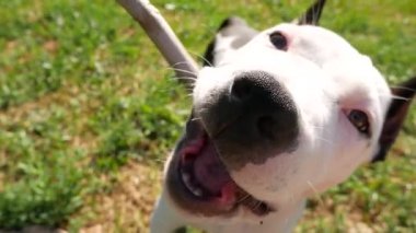 POV yukarıdan aşağı görünüme, sahibi Şirin genç beagle köpek ile tahta sopa, ağır çekim shot tease.