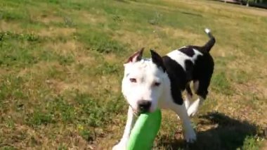 Ağır çekim, Sevimli genç köpek sahibi ve güneşli kırsal kesimde yok edilen bir oyuncak ile oynuyor. Doğada çalma süresi sırasında üzerinde parçalanmış bir frizbi çekiştirmeye oynak kenar kömür ocağı köpek yavrusu.