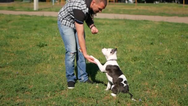 Hund promenader i parken, Slowmotion — Stockvideo