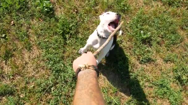 Pov von oben nach unten Ansicht, Besitzer necken niedlichen jungen Beagle Hund mit Holzstab, Zeitlupe Schuss. — Stockvideo