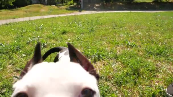 POV επάνω-κάτω προβολή, ιδιοκτήτης πείραγμα χαριτωμένο beagle νεαρό σκυλί με ξύλινο ραβδί, αργή κίνηση πυροβολισμό. — Αρχείο Βίντεο