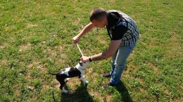 Προβολή πάνω-κάτω, ιδιοκτήτης πείραγμα χαριτωμένο beagle νεαρό σκυλί με ξύλινο ραβδί, αργή κίνηση πυροβολισμό. — Αρχείο Βίντεο