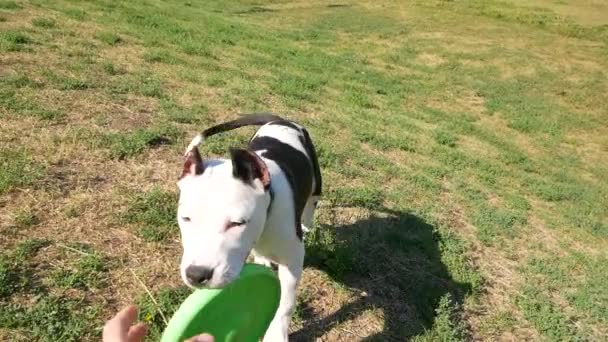 Slowmotion, schattige jonge hond speelt met eigenaar en vernietigde speelgoed in het zonnige landschap. — Stockvideo