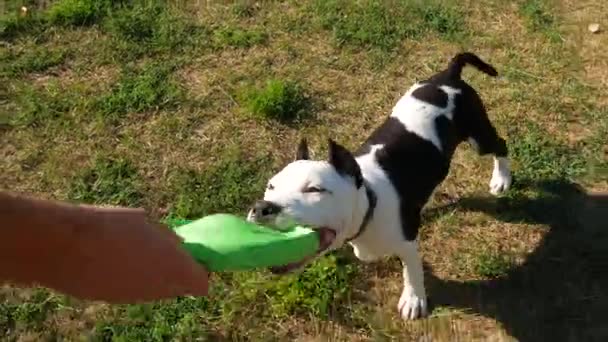 Movimiento lento, Adorable perro joven juega con el propietario y un juguete destruido en el campo soleado . — Vídeos de Stock