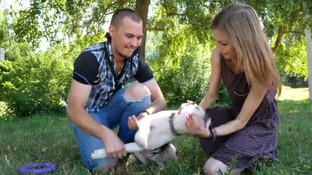 Güzel çift sarılma ve köpekler açık havada yürüyüş — Stok video