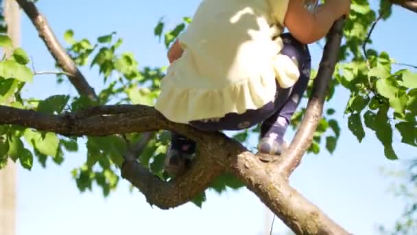 A little girl sits on a cherry tree in search of berries — Stock Video