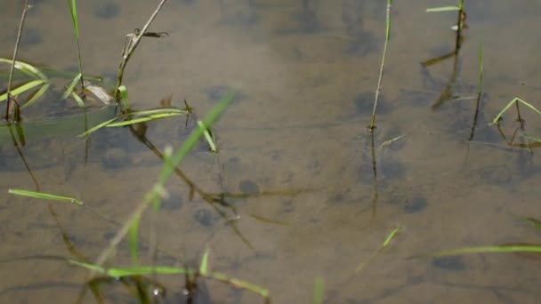 Grüner Schlamm und andere Trümmer in einem transparenten Fluss — Stockvideo