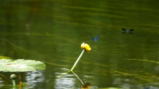Стрекоза сидит на лилии и летит — стоковое видео