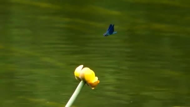 Dragonfly Zittend Een Lelie Vliegen — Stockvideo