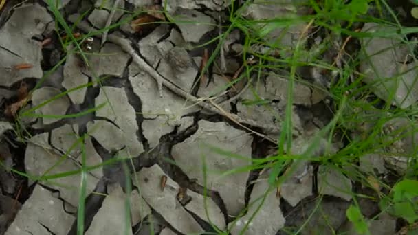 Sol fissuré sec, jeunes brisures d'herbe 