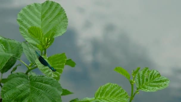 Hermosa libélula en una rama de árbol — Vídeos de Stock