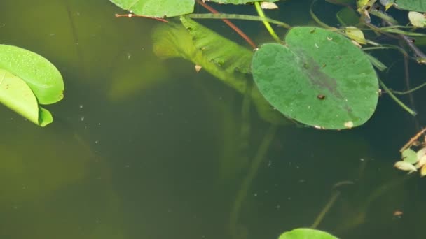 Lirio del río, hojas verdes en el agua — Vídeos de Stock