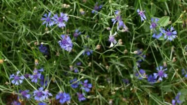 Peygamber çit altında kümesi