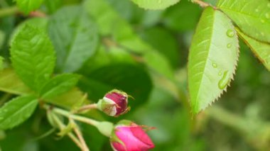 Kırmızı su damla damla yağmur sonrası yükseldi.