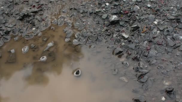 Smutsig vattenpöl med stenar på botten — Stockvideo
