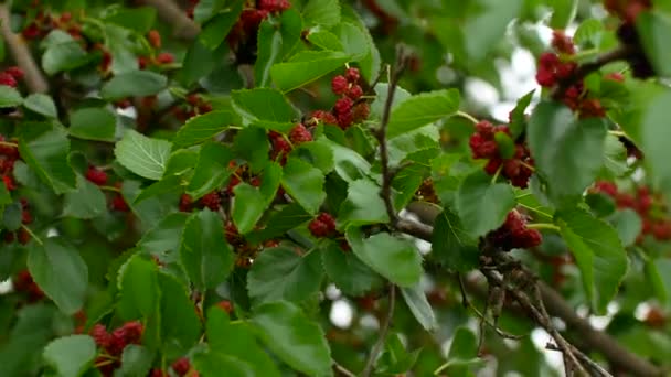 Selektywny fokus mulberry owoców na drzewo, świeże morwy w przyrodzie — Wideo stockowe