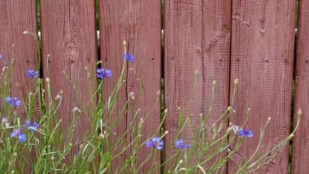 Une vieille clôture avec de la peinture pelante et des fleurs dans une petite ville des États-Unis d'Amérique annonce l'arrivée du printemps — Video