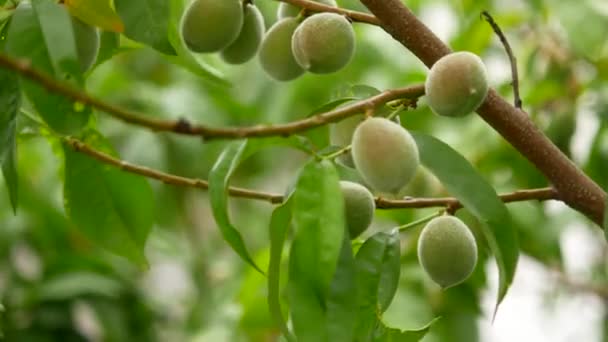 Groene perziken op een tak onder vers gebladerte, close-up — Stockvideo