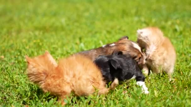 Kedi ve yavruları çimenlerin üzerinde oynuyorlar — Stok video