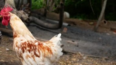 Horoz ve tavuk Rus köy arka bahçede yürürken.