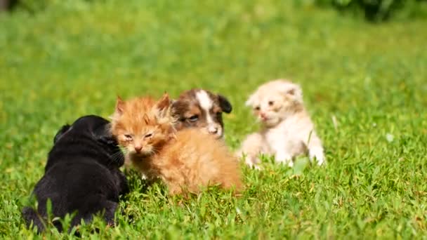 Котята и щенки играют на траве — стоковое видео