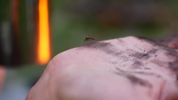 Inseto mosquito mão — Vídeo de Stock